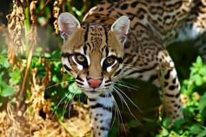 Ocelot - karf lampart z square central i ameryka południowa Ocelot - karf lampart z square central i ameryka południowa